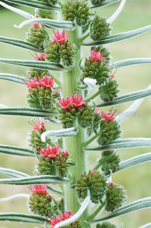 宝石之塔的细节，Echium wildpretii